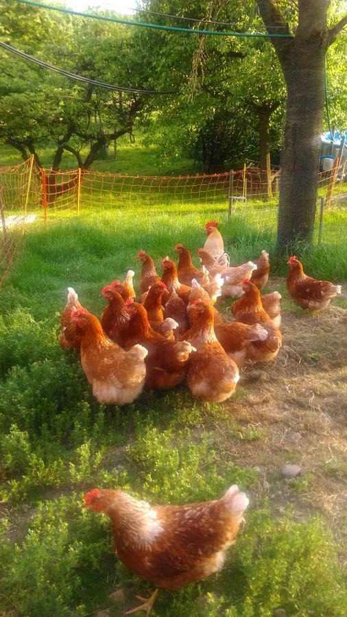S'Husli Bed and Breakfast Embrach Εξωτερικό φωτογραφία